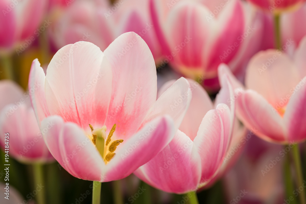 Naklejka premium Blossoming tulips, selective focus, spring postcard background concept.