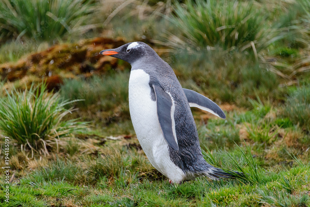 Wet gentoo penguine in green grass in rainy weather