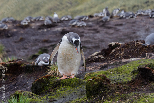 Wet gentoo penguine in green grass in rainy weather photo