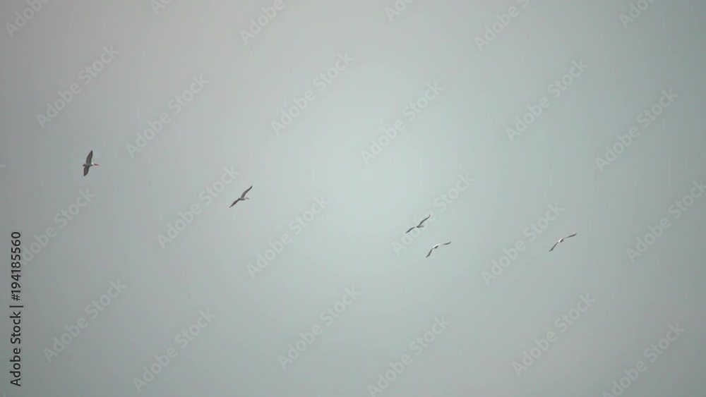 Flying flock of wild birds above water in Danube Delta
Flying flock of wild birds above water in Danube Delta