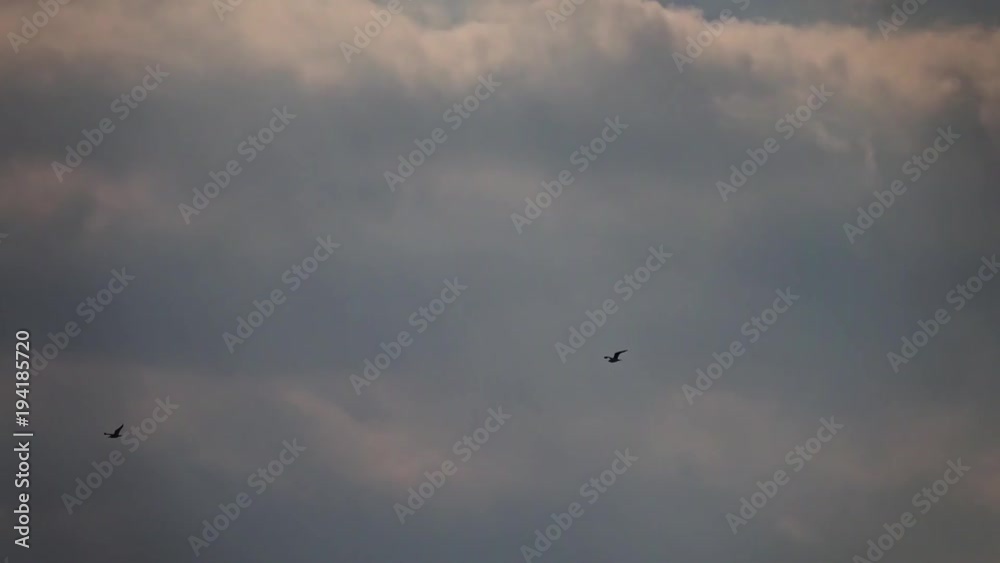 Flying flock of wild birds above water in Danube Delta
Flying flock of wild birds above water in Danube Delta