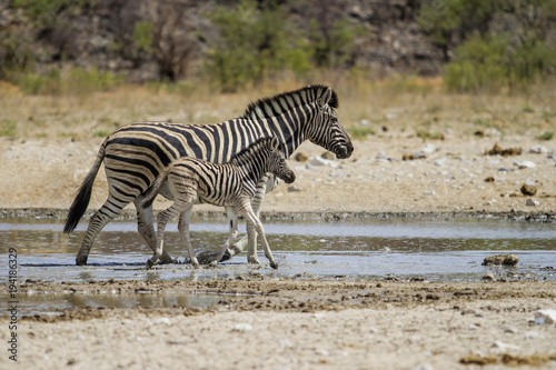 Mother and baby zebra walking in a waterhole in Etosha National Park in Namibia