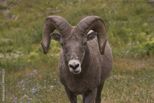 A Big Horn Ram looking straight into the camera