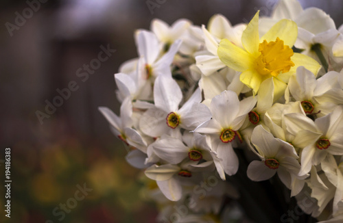 Fototapeta Naklejka Na Ścianę i Meble -  Many kinds of daffodils in a bouquet, Yellow, white daffodils in the spring. Blooming spring flowers background