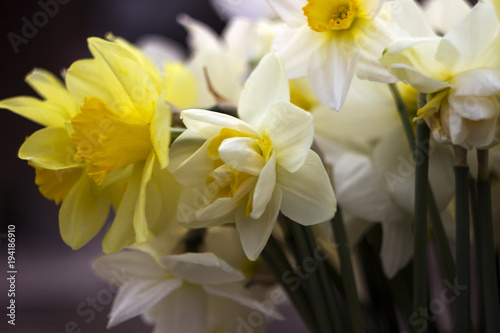Fototapeta Naklejka Na Ścianę i Meble -  Many kinds of daffodils in a bouquet, Yellow, white daffodils in the spring. Blooming spring flowers background