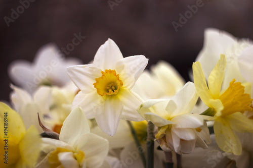 Fototapeta Naklejka Na Ścianę i Meble -  Many kinds of daffodils in a bouquet, Yellow, white daffodils in the spring. Blooming spring flowers background