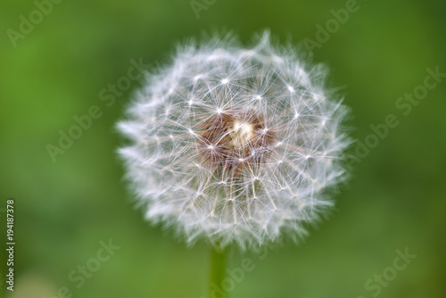 Dandelion on spring with green natural background
