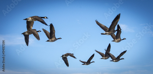 Canvas Print Canada Geese Flying in the Blue Sky