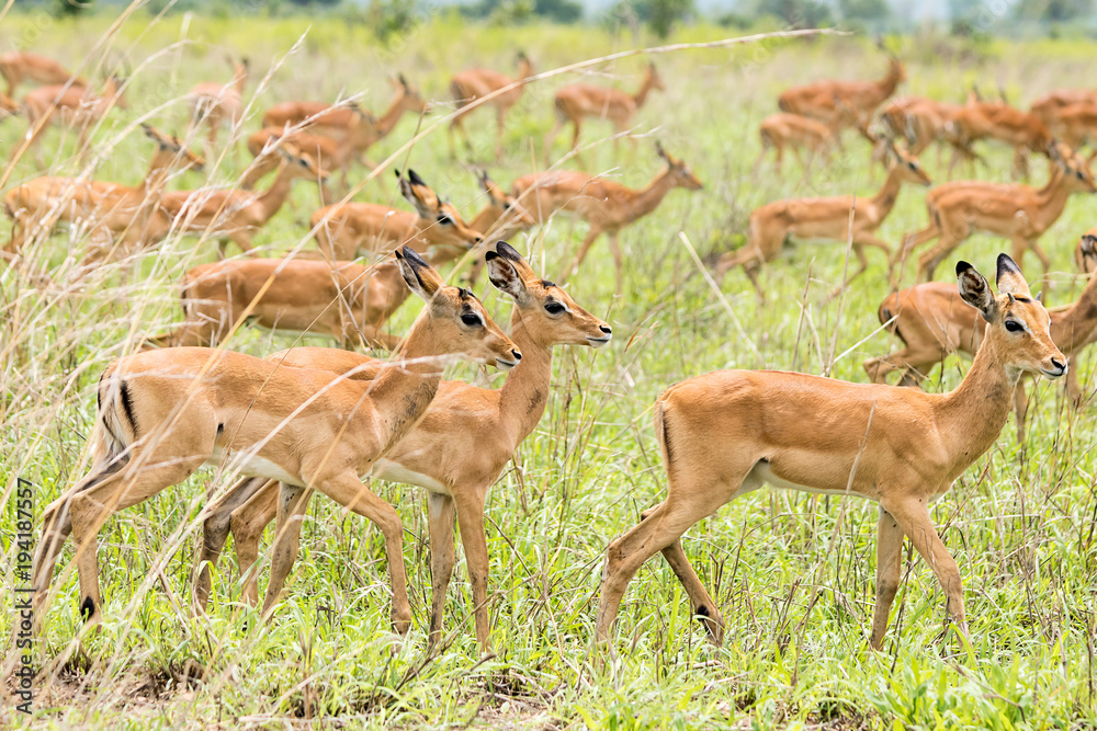 Impalas in the African savanna Impalas in the African savanna