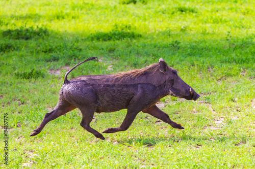 Warthogs in Tarangire National Park, Tanzania.