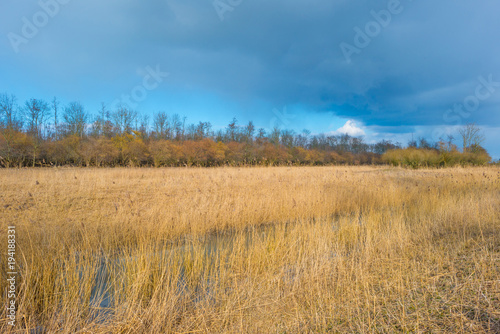 Reed in a field along a the edge of a lake in winter
