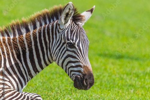 Wild zebra at Ngorongro Crater Conservation area. Tanzania.