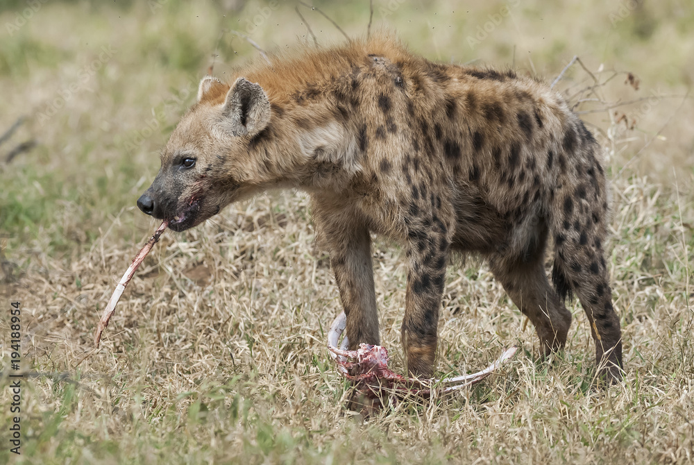 Hyena eating, Africa Hyena eating, Africa
