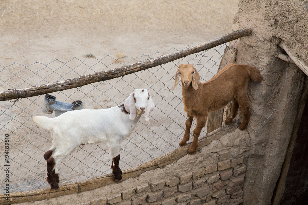 Fototapeta premium Sheep in Ark Village, Khorasan, Iran