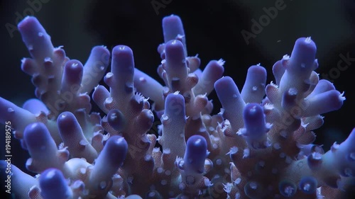 Steinkorallen Makro Video