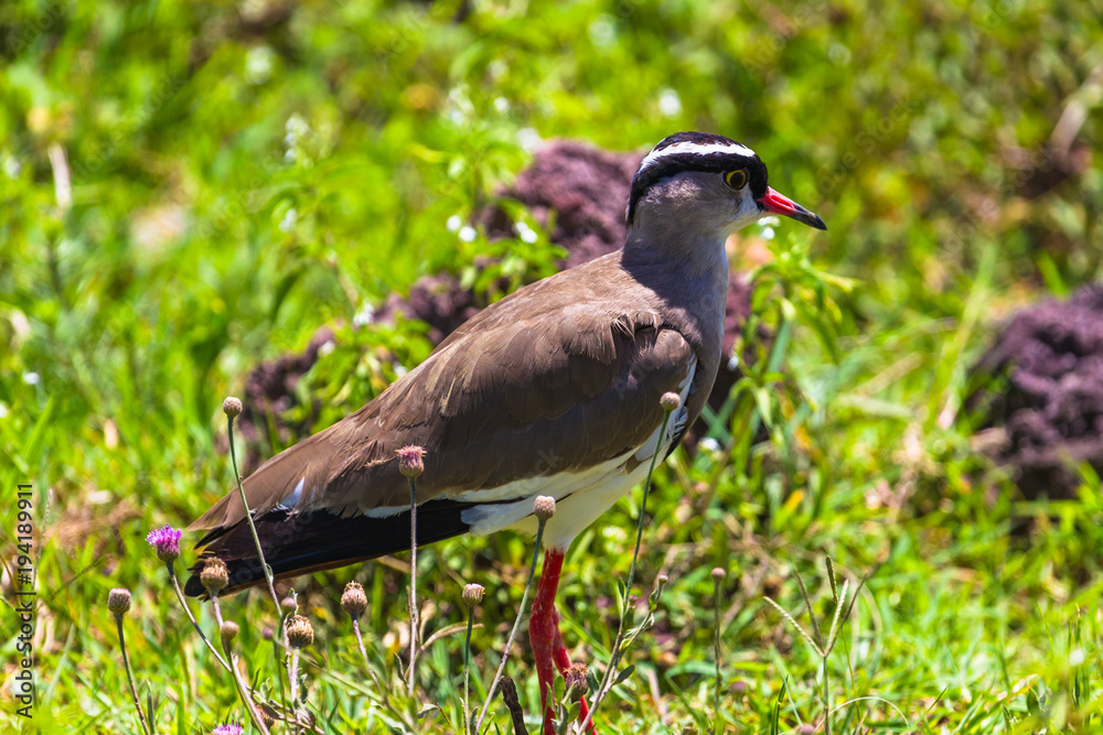 Fototapeta premium Crowned lapwing. Ngorongoro Crater Conservation Area. Tanzania.