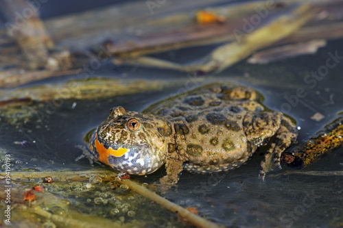 rufende Rotbauchunke (Bombina bombina) - European fire-bellied toad photo