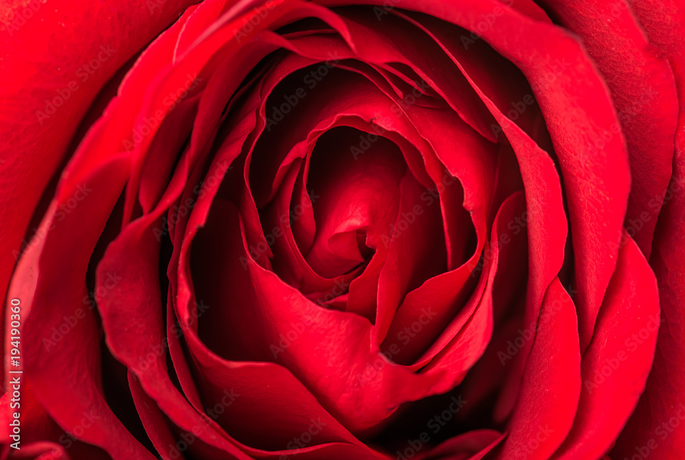 Red rose macro Red rose macro
