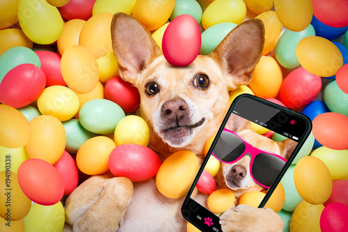 happy easter dog with eggs selfie © Javier brosch