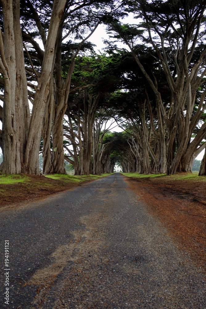 Obraz premium Tree Tunnel