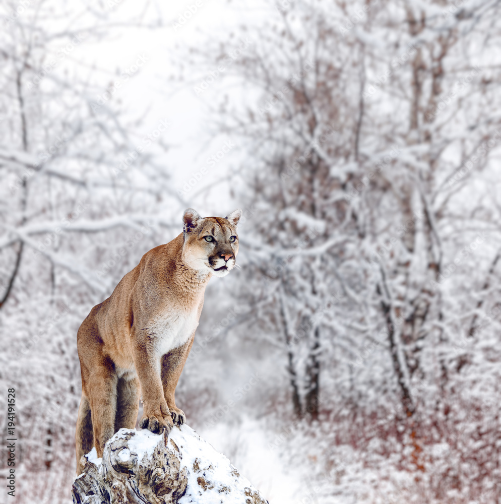 Portrait of a cougar, mountain lion, puma, panther, striking a pose on a  fallen tree, Winter scene in the woods foto de Stock | Adobe Stock