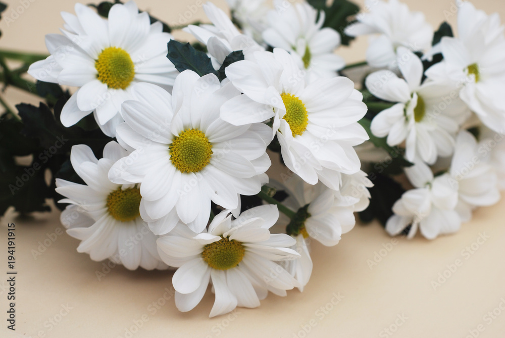 Fototapeta premium Chrysanthemum camomile White Flower Bouquet over Neutral Beige Background with Copy space.