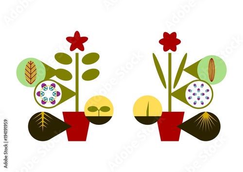 differences between monocots and dicots