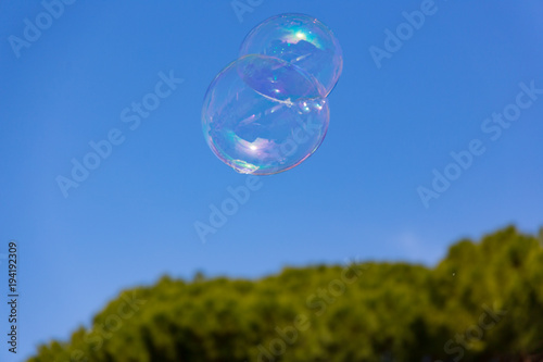 soap bubbles sticking together flying in blue sky over green trees in the background photo