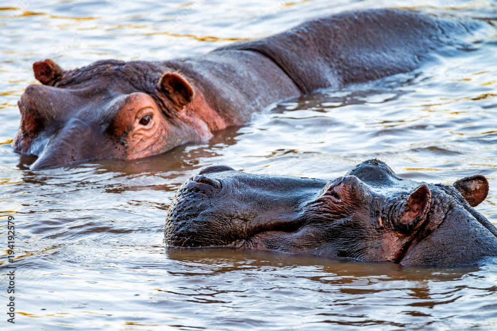 Fototapeta premium Close hippo or Hippopotamus amphibius in water