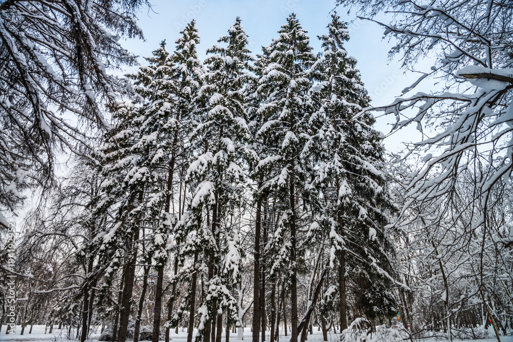 Fototapeta premium Group of four spruces in the natural frame of other trees branches