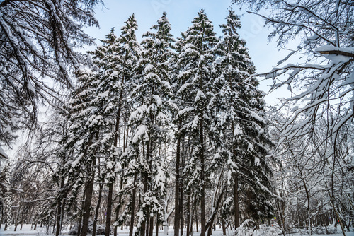 Foto Group of four spruces in the natural frame of other trees branches