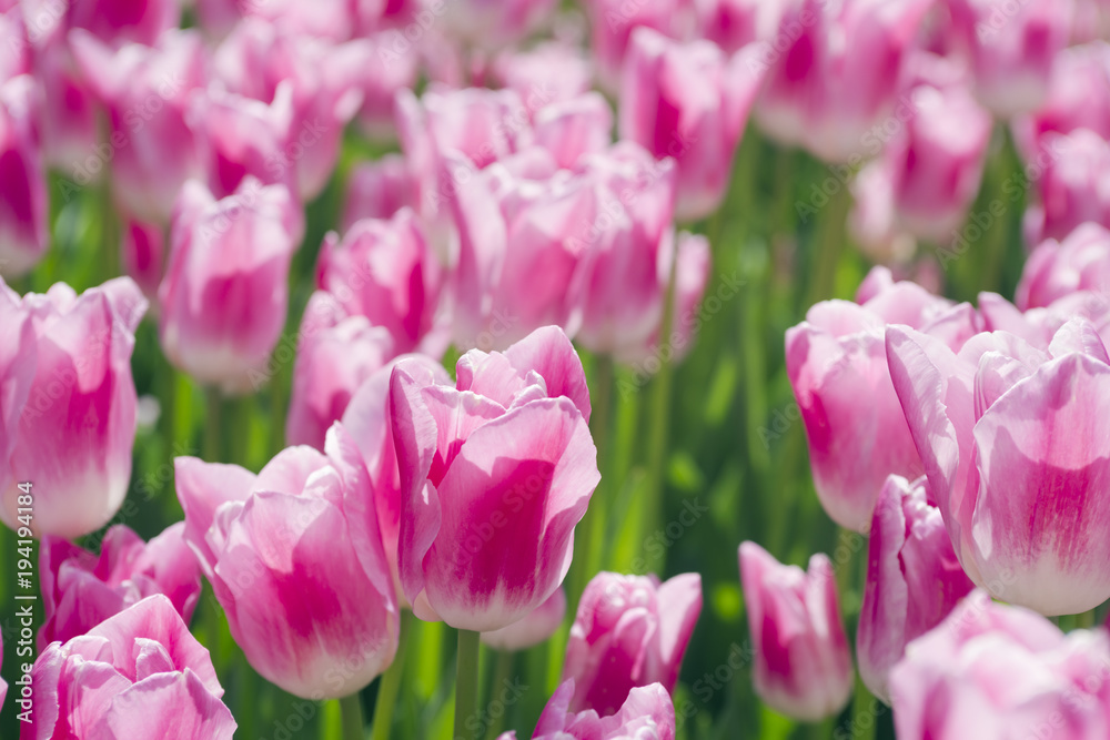 Fototapeta premium Blossom tulip, floral background, gardening. Spring holiday card, floral background. Open pink blossom tulip flower in garden. Selective focus