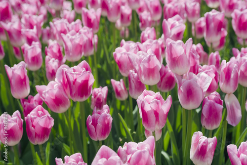 Fototapeta Naklejka Na Ścianę i Meble -  Blossom tulip, floral background, gardening. Spring holiday card, floral background. Open pink blossom tulip flower in garden. Selective focus