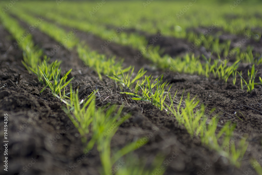Feed Grass, La Pampa , Argentina