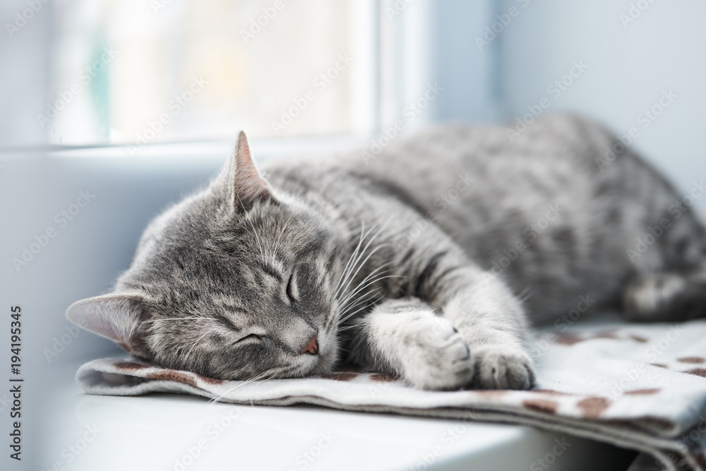 Obraz premium Kot domowy śpi