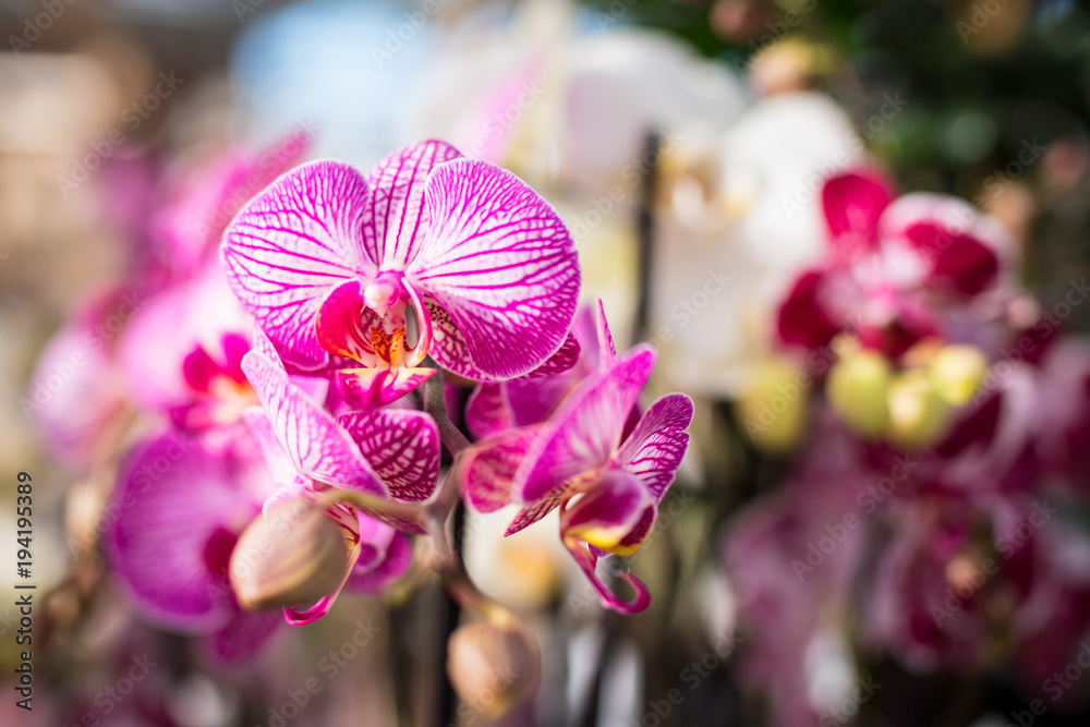Beautiful pink orchid flowers under spring sunshine. - obrazy, fototapety, plakaty 