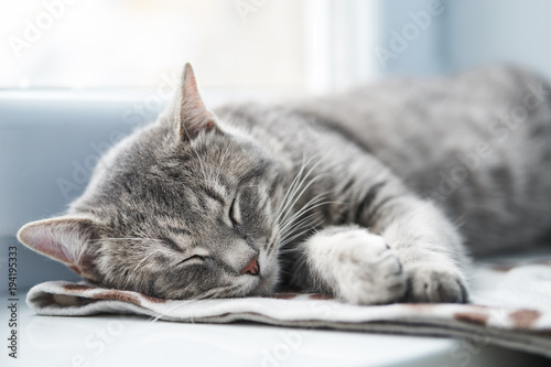 Obraz na plátně Domestic Cat sleeping