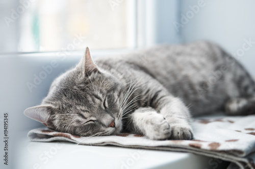 Photo Domestic Cat sleeping
