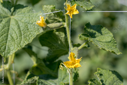  Cucumber plant and flower