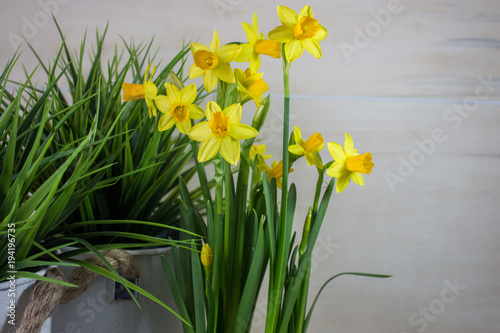 Yellow narcissus or daffodil flowers on light background