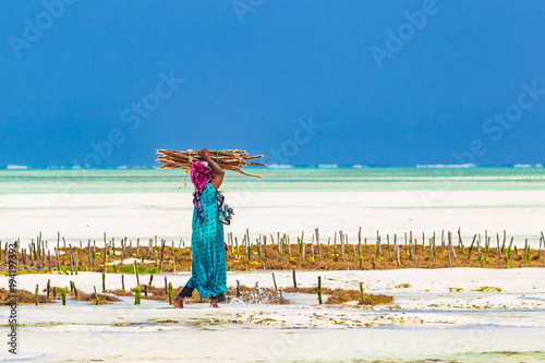 Woman working in sea weed plantation. Paje, Zanzibar, Tanzania. photo