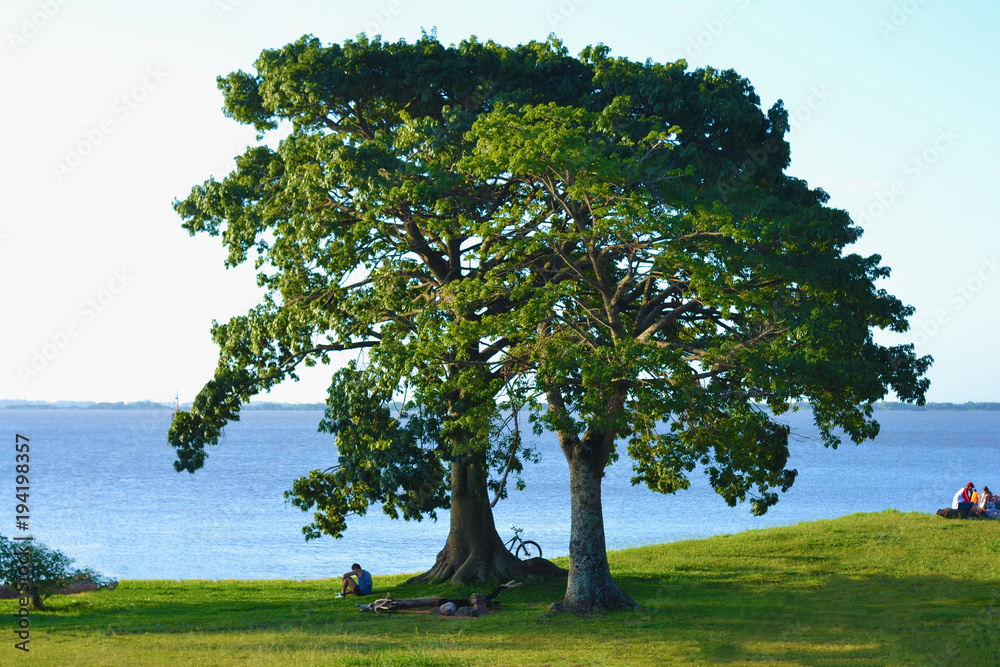 Porto Alegre - Beautiful tree in the Gasômetro Park, Brazil Porto Alegre - Beautiful tree in the Gasômetro Park, Brazil