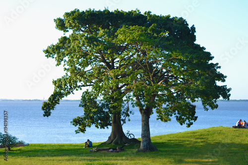 Porto Alegre - Beautiful tree in the Gasômetro Park, Brazil