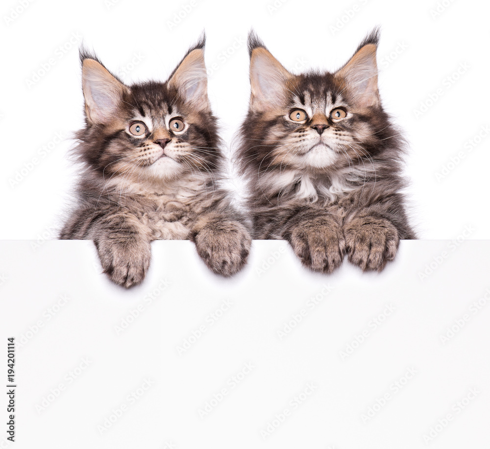 Maine Coon kittens holding sign or banner. Funny pets cats showing placard with space for text. Two beautiful domestic kitty with blank board, isolated on white background.