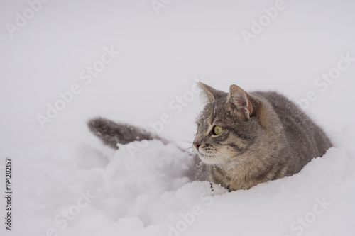Domestic cat lying down in snow on cloudy day