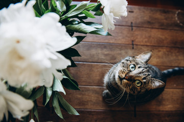 Funny photo on which a bouquet of white peonies next to which sits a beautiful cat and looks up. Top view