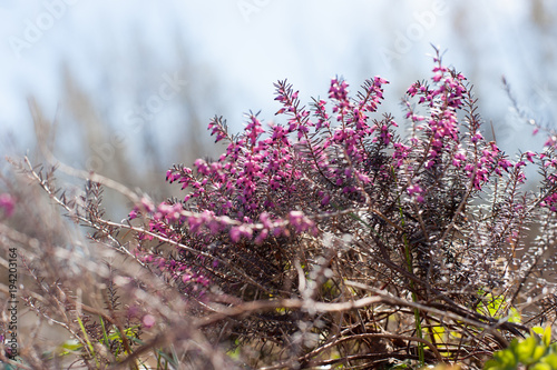 pink in air
