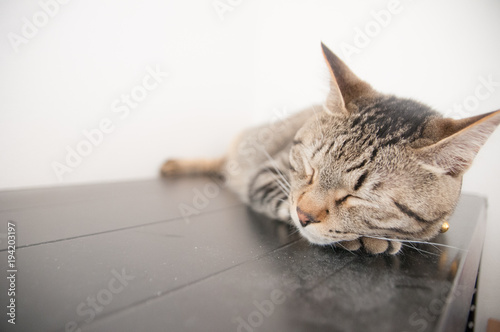Fototapeta Naklejka Na Ścianę i Meble -  台の上で眠る猫