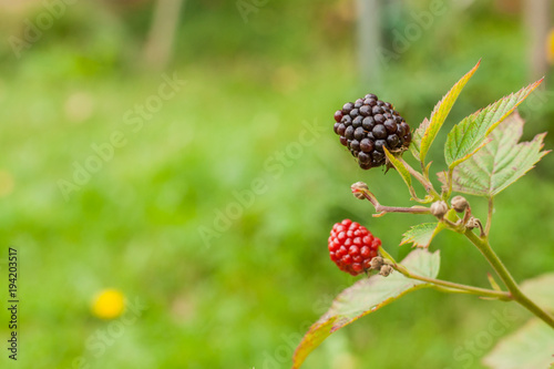 Blackberry