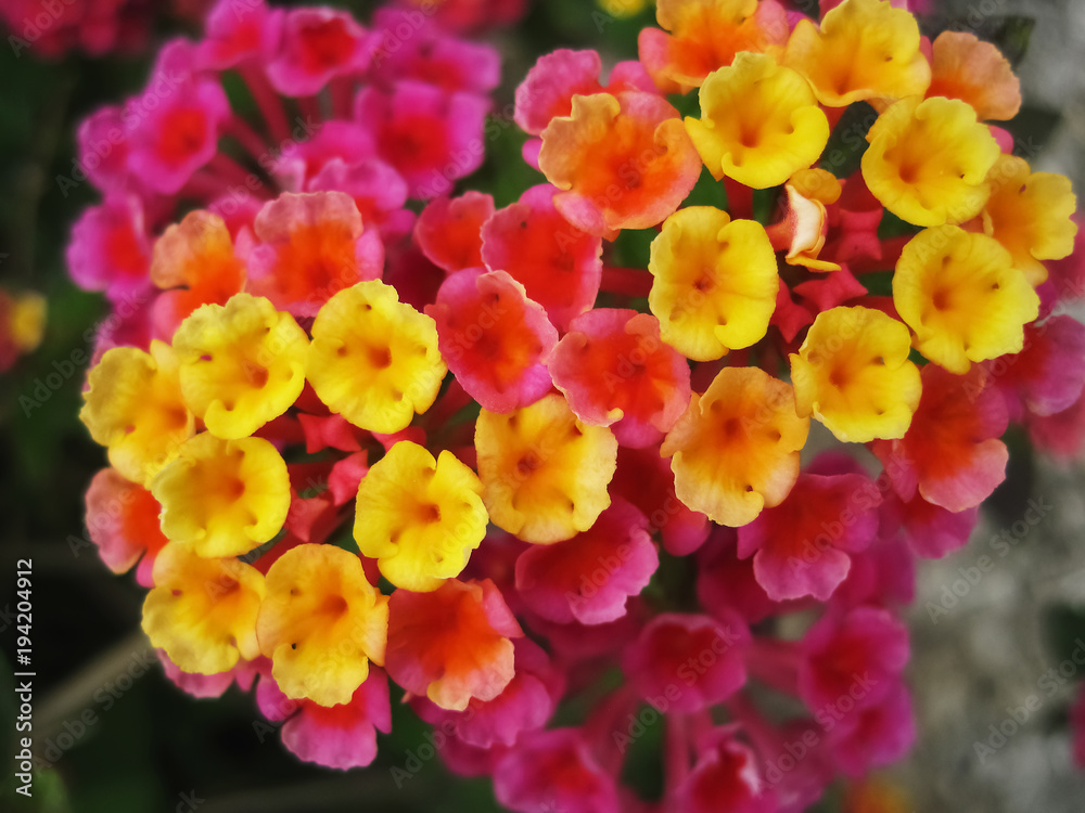 Lantana hybrid